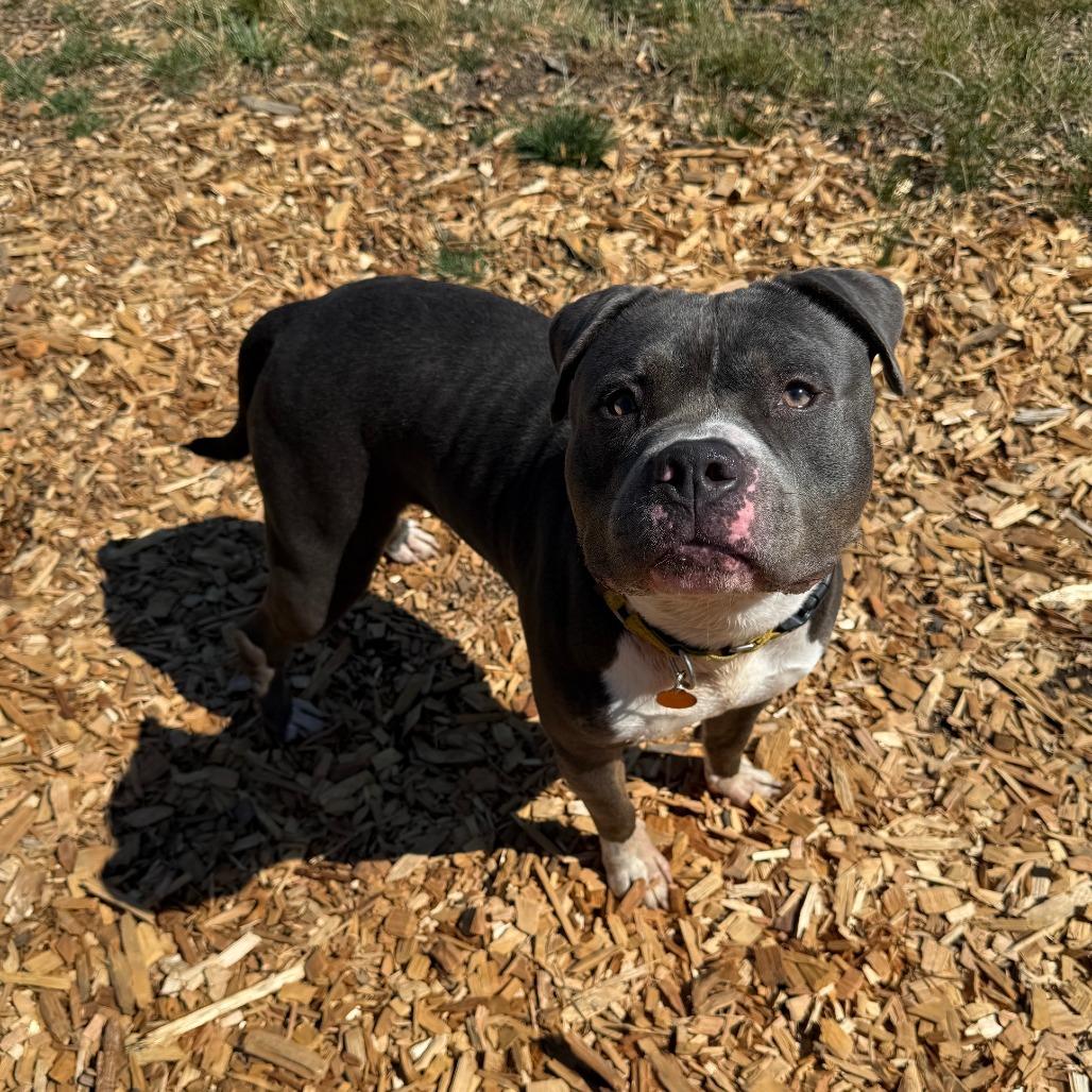 Zeus, a Adoptable Pit Bull Terrier in Washougal, WA image 5/6