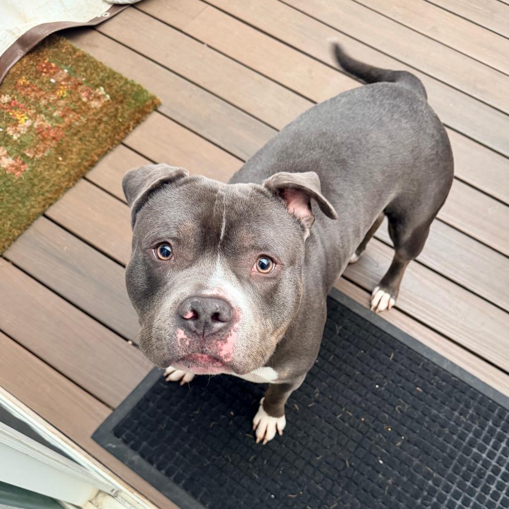 Zeus, a Adoptable Pit Bull Terrier in Washougal, WA image 6/6