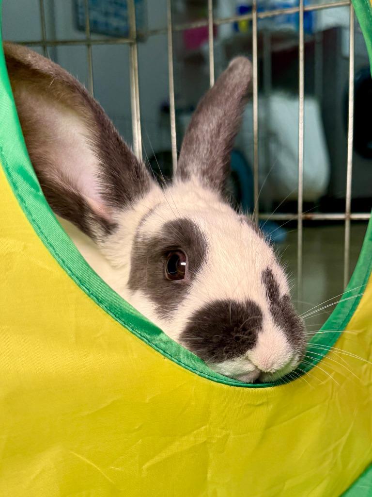 Tick Tock, Adoptable, Young Female Bunny Rabbit.