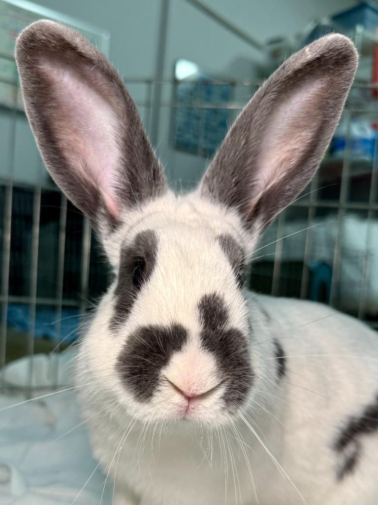 Tick Tock, a Adoptable Bunny Rabbit in Pflugerville, TX image 2/6