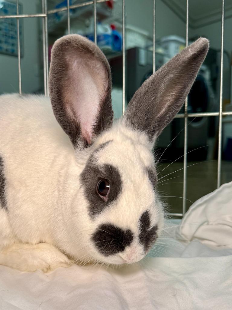 Tick Tock, a Adoptable Bunny Rabbit in Pflugerville, TX image 3/6