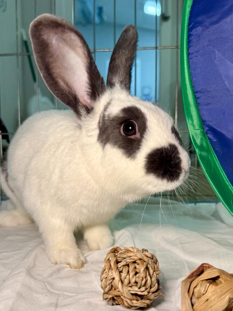 Tick Tock, a Adoptable Bunny Rabbit in Pflugerville, TX image 4/6
