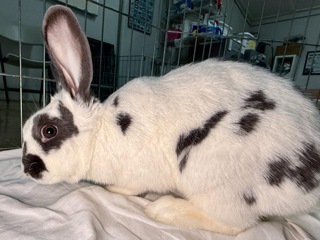 Tick Tock, a Adoptable Bunny Rabbit in Pflugerville, TX image 5/6