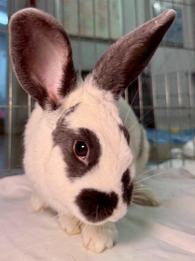 Tick Tock, a Adoptable Bunny Rabbit in Pflugerville, TX image 6/6