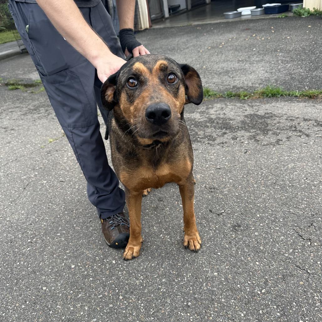 Gus, Adoptable, Adult Male Shepherd.