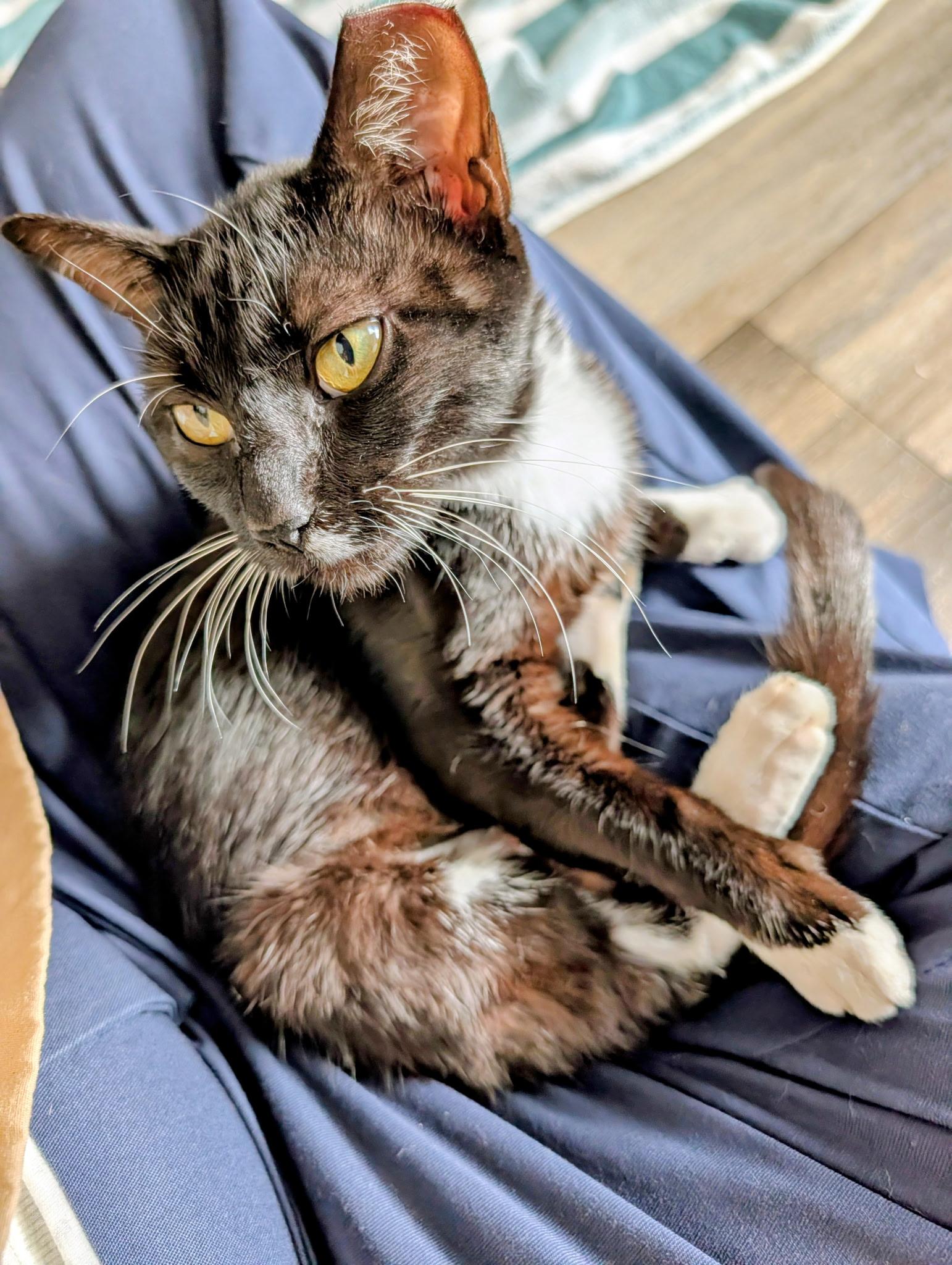 Boogie (young lap kitty), an adopted Domestic Short Hair in Orange City, FL image 3/5