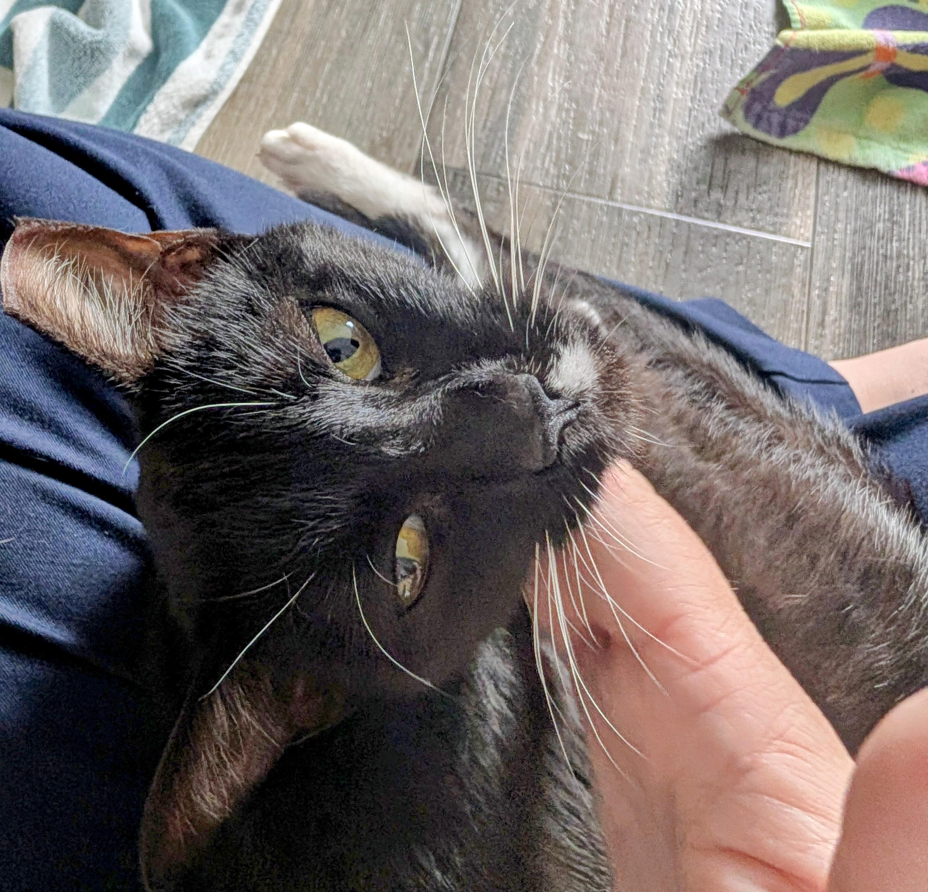 Boogie (young lap kitty), an adopted Domestic Short Hair in Orange City, FL image 2/5
