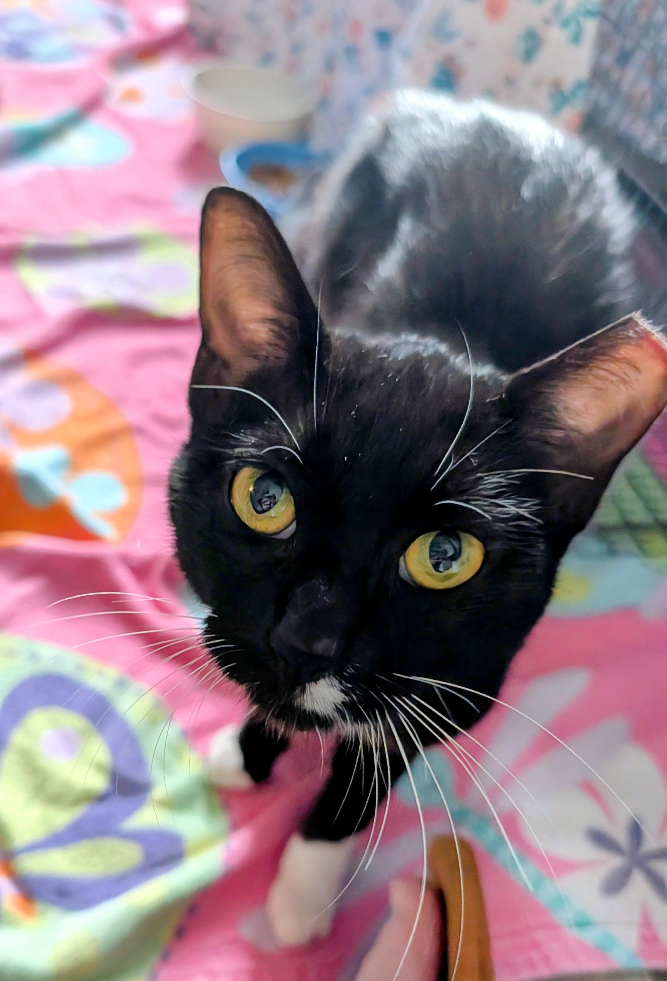 Boogie (young lap kitty), an adopted Domestic Short Hair in Orange City, FL image 5/5