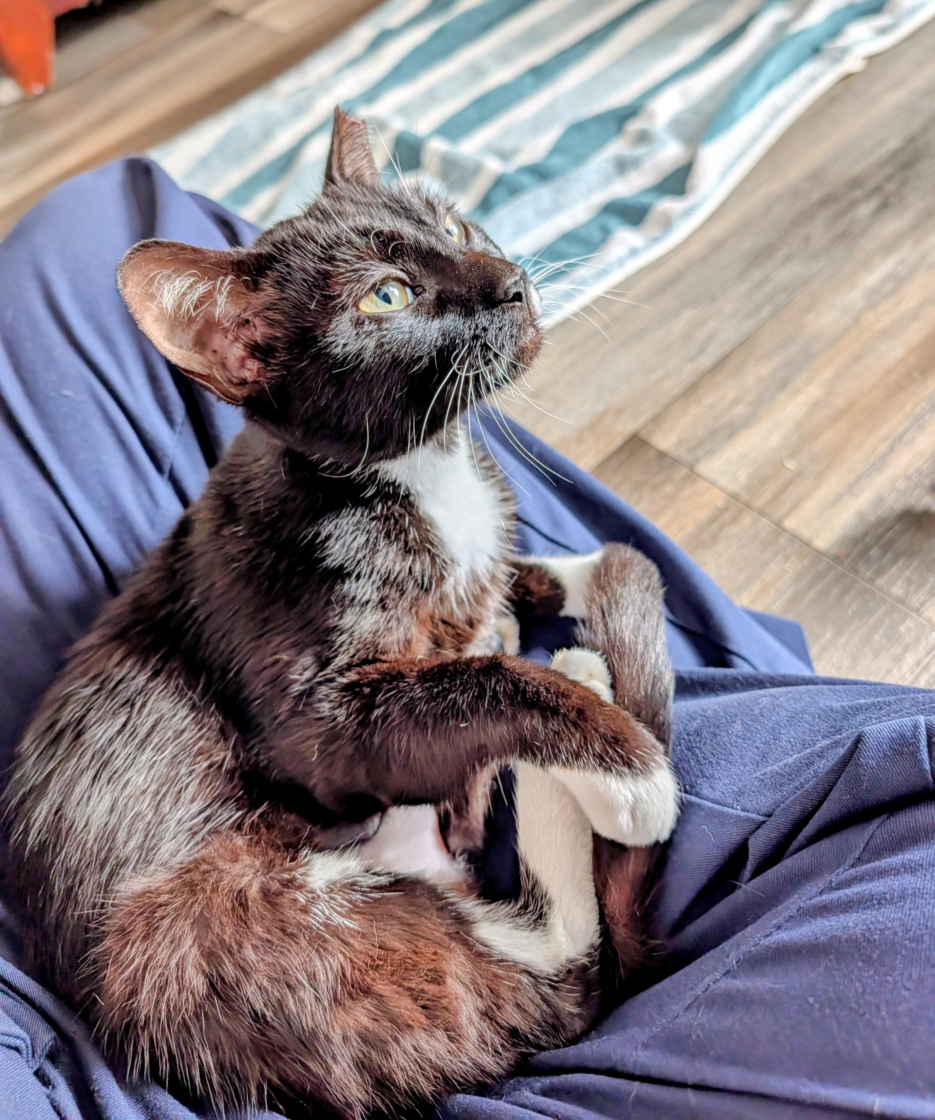 Boogie (young lap kitty), adopted, Young Female Domestic Short Hair.