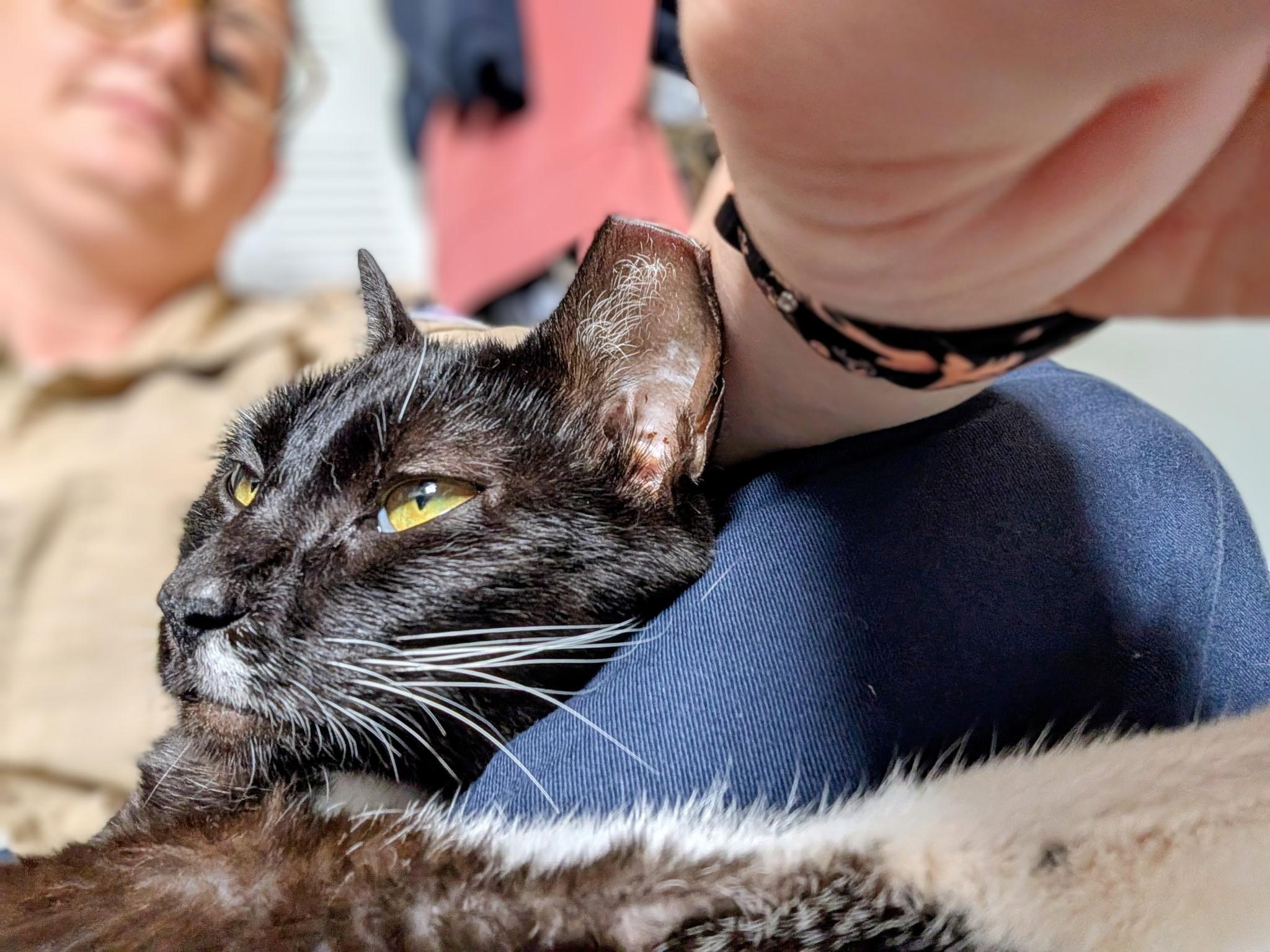 Boogie (young lap kitty), an adopted Domestic Short Hair in Orange City, FL image 4/5
