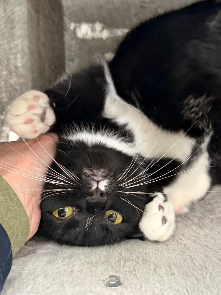 Enlarge Nyxie, a Adoptable mixed breed in Glenfield, NY image 1/4