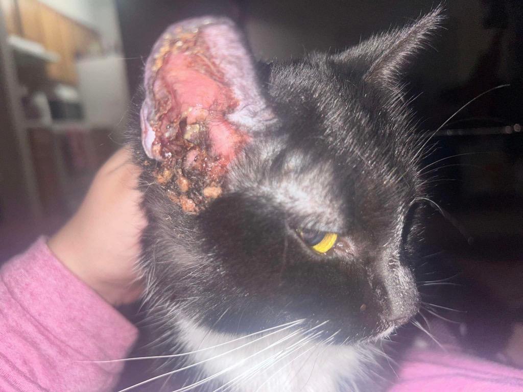 Enlarge Nyxie, a Adoptable mixed breed in Glenfield, NY image 2/4