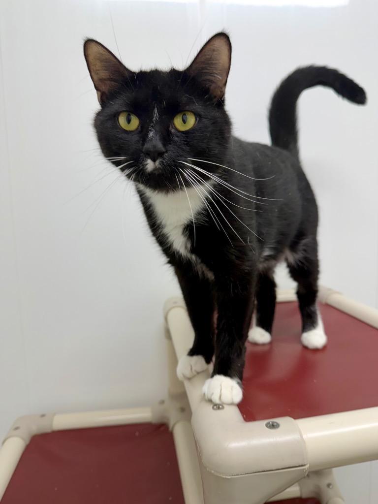 Enlarge Nyxie, a Adoptable mixed breed in Glenfield, NY image 3/4