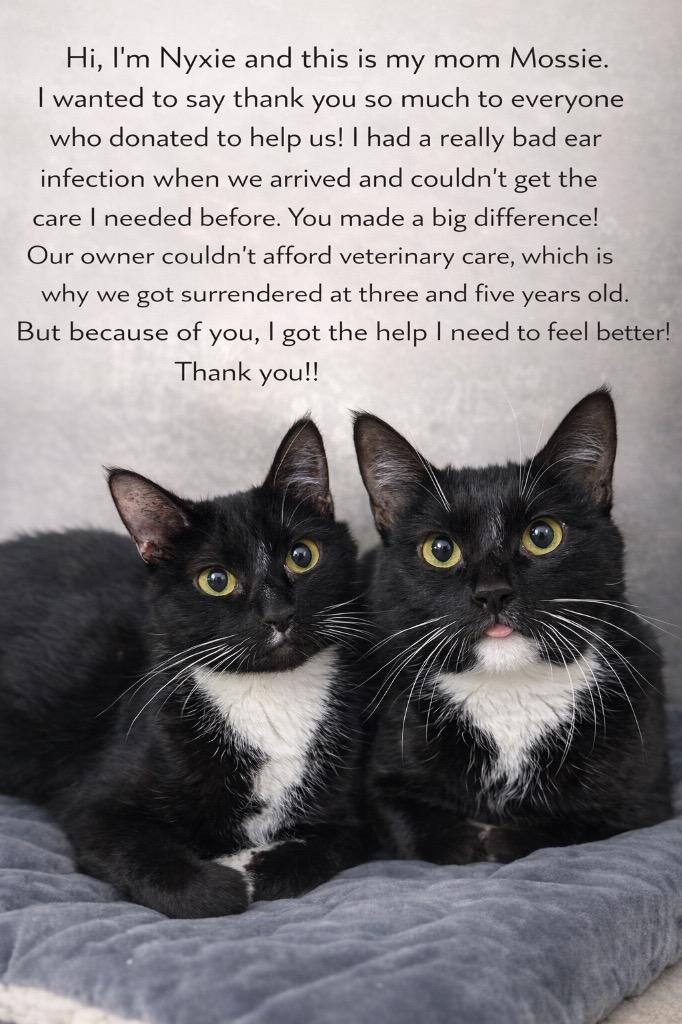 Enlarge Nyxie, a Adoptable mixed breed in Glenfield, NY image 4/4