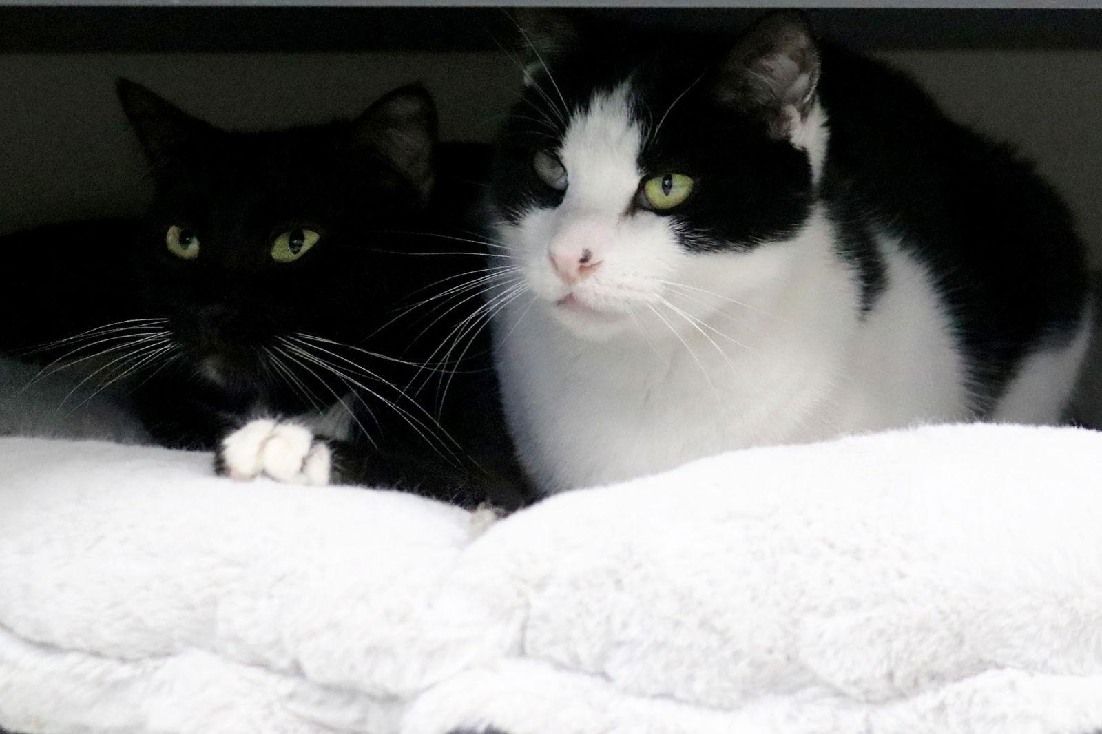 Nicos, Adoptable, Young Male Domestic Short Hair.