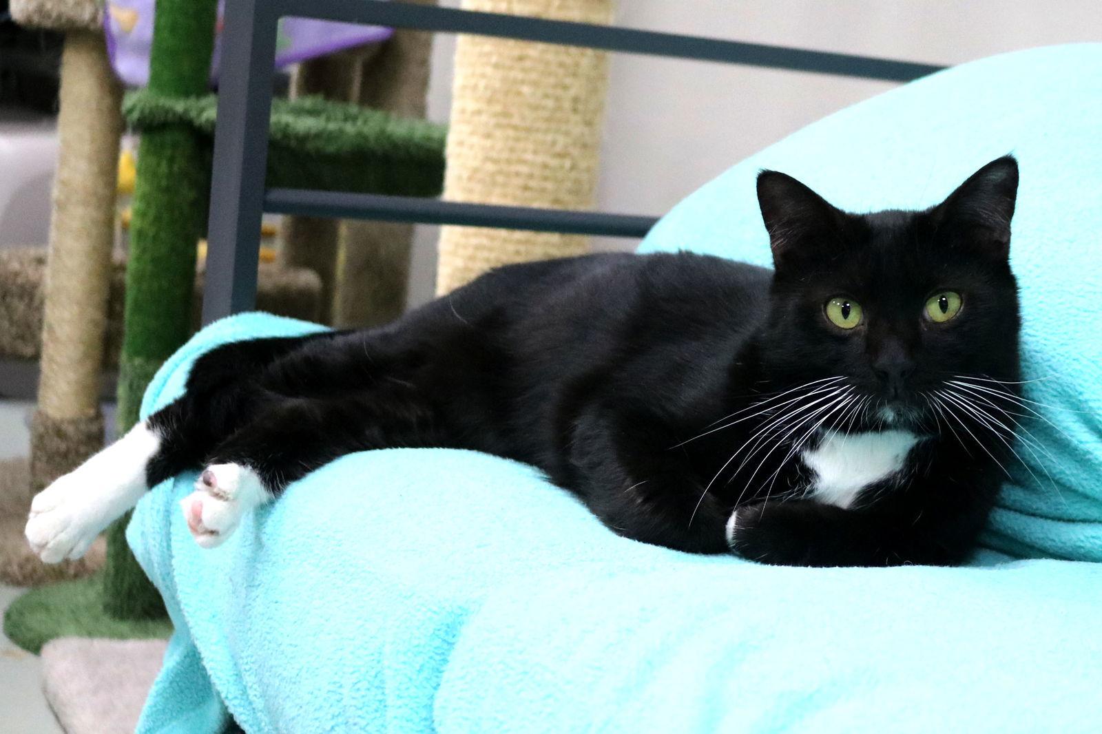 Nicos, Adoptable, Young Male Domestic Short Hair.