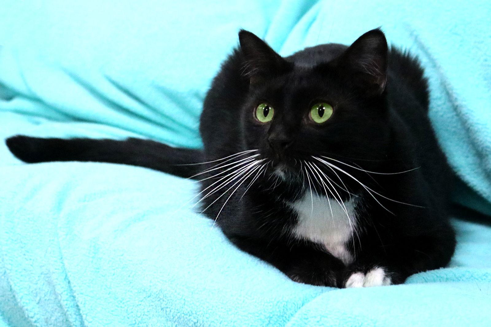 Enlarge Nicos, a Adoptable Domestic Short Hair in Buford, GA image 3/3