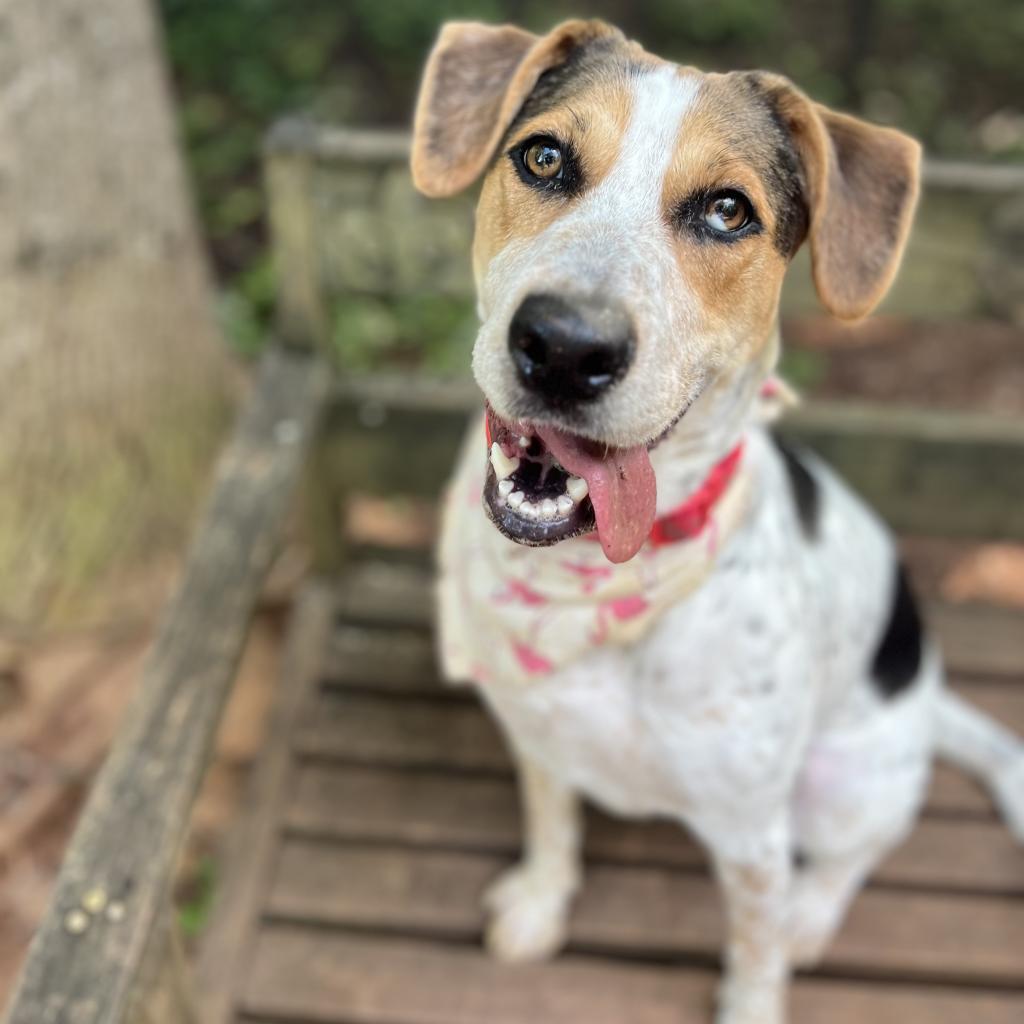 Enlarge Marigold, a Adoptable Treeing Walker Coonhound in Lynchburg, VA image 2/6
