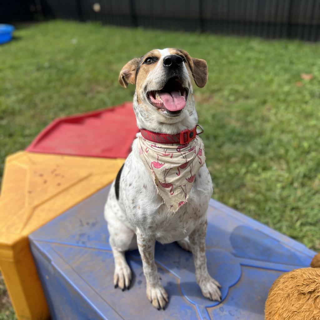 Enlarge Marigold, a Adoptable Treeing Walker Coonhound in Lynchburg, VA image 3/6