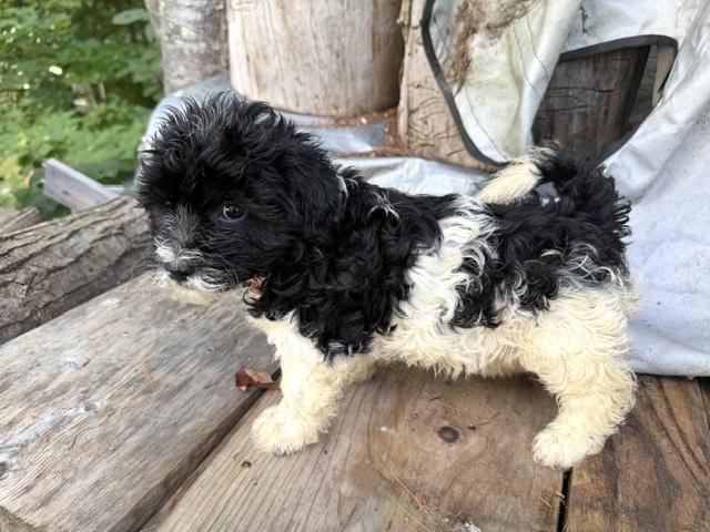 Treena, a ADOPTABLE mixed breed in Bancroft, ON image 2/4