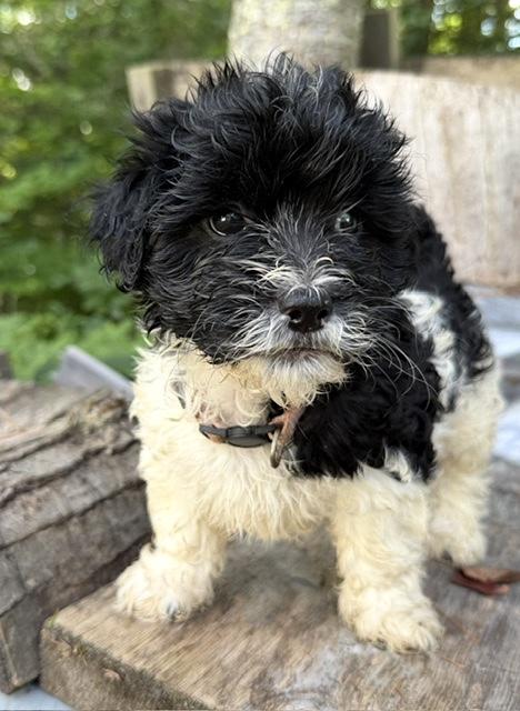 Treena, ADOPTABLE, Young Female Shih poo.