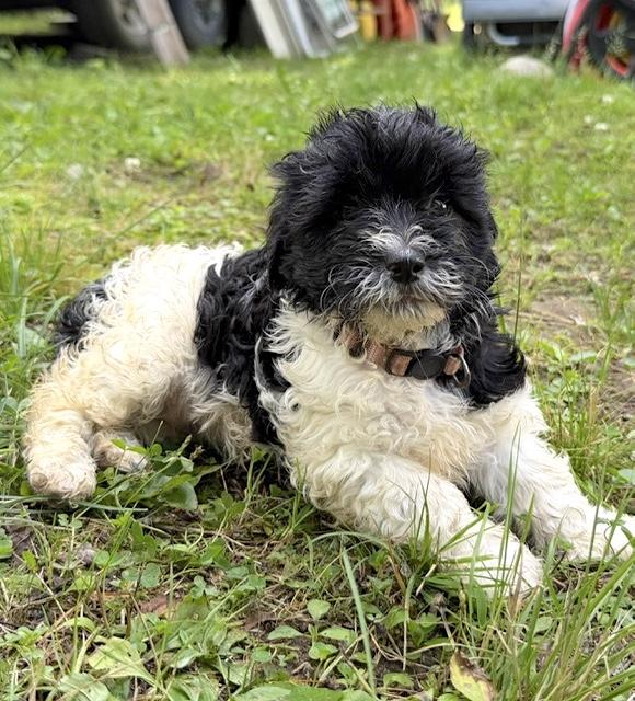 Treena, a ADOPTABLE mixed breed in Bancroft, ON image 3/4