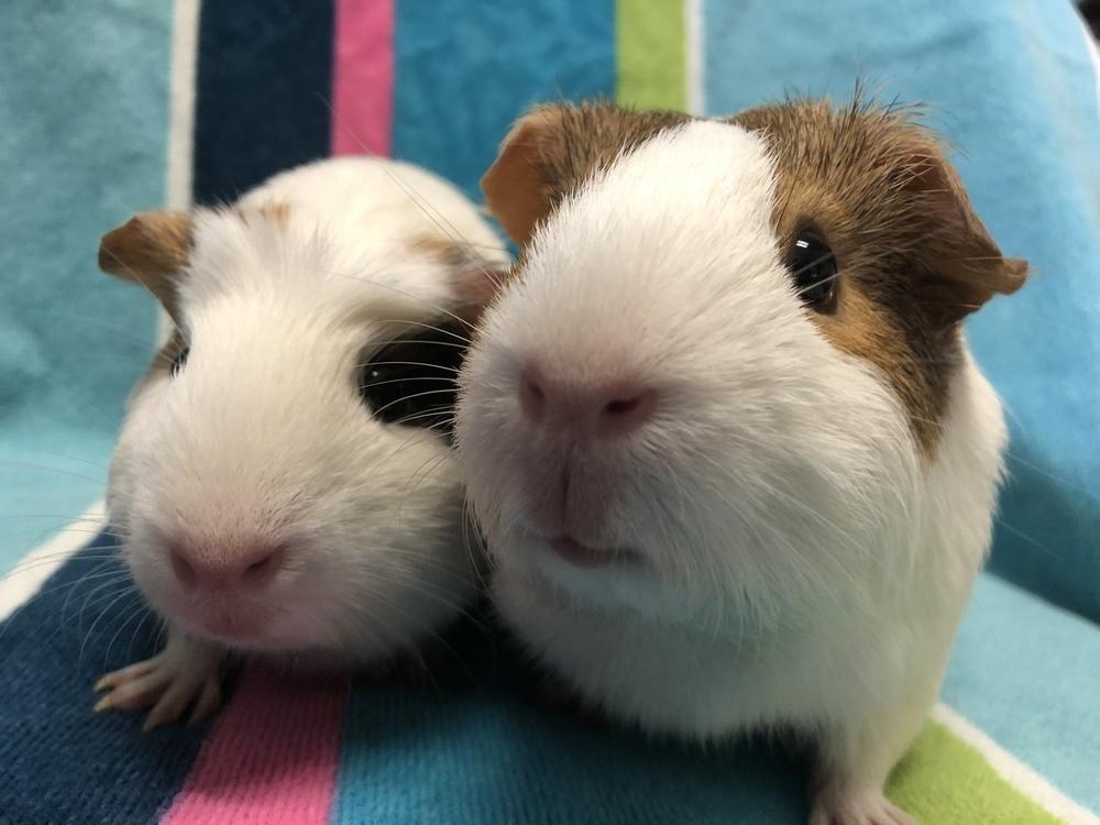 Kiddy (Bonded to Kassy), Adoptable, Young Female Guinea Pig.