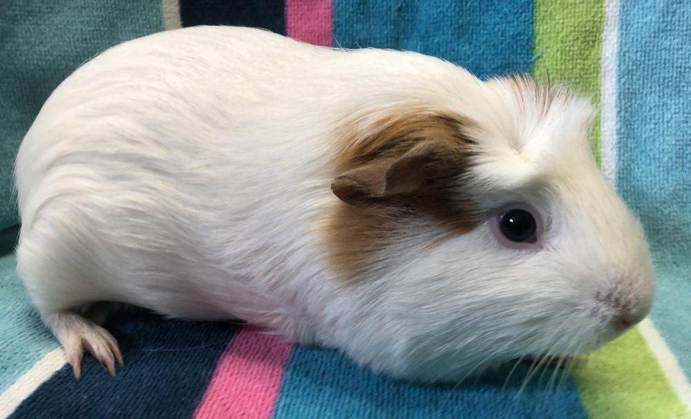 Enlarge Kiddy (Bonded to Kassy), a Adoptable Guinea Pig in San Diego, CA image 2/3