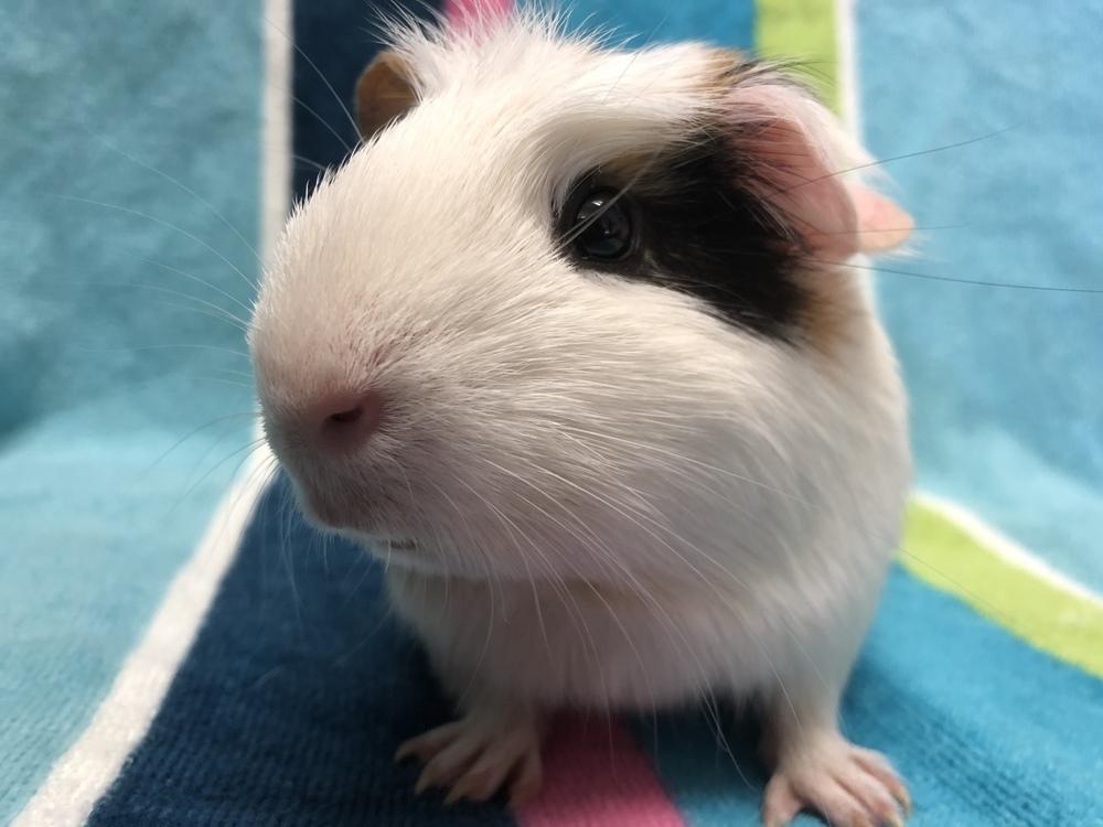 Enlarge Kiddy (Bonded to Kassy), a Adoptable Guinea Pig in San Diego, CA image 3/3