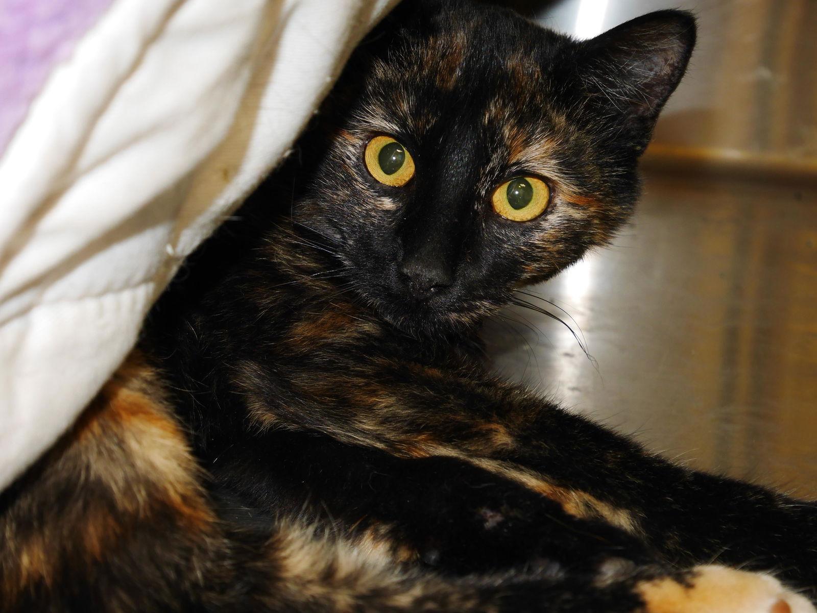 Enlarge Mango, a Adoptable mixed breed in Austin, MN image 2/3