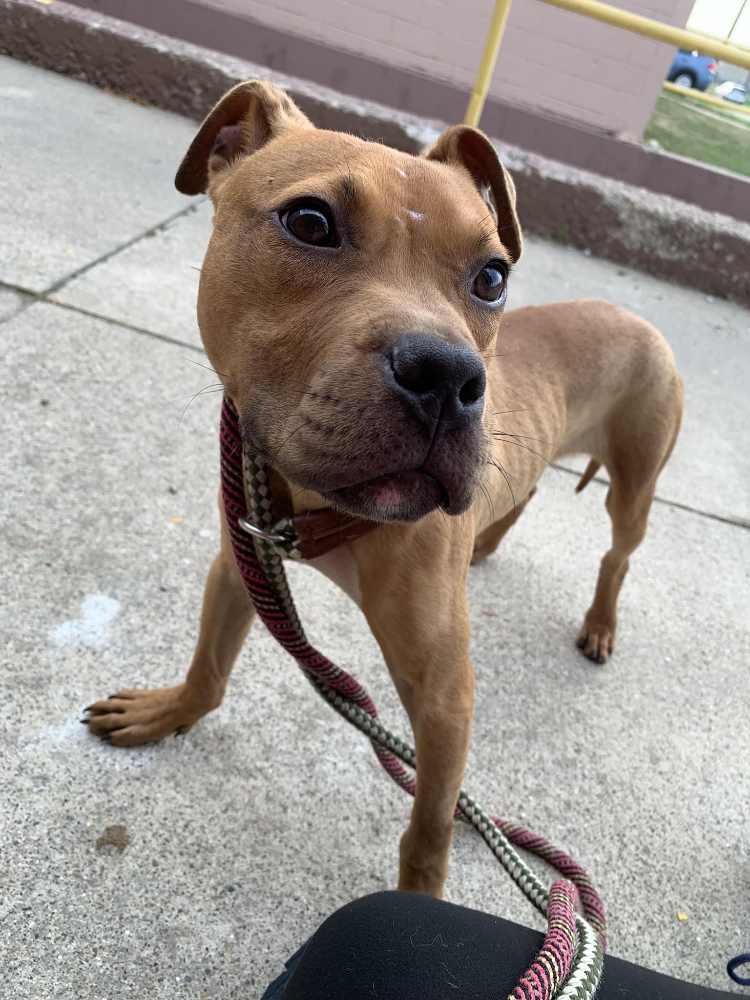 Enlarge BRUCE (Rescues welcome), an adopted mixed breed in Wyandotte, MI image 3/6