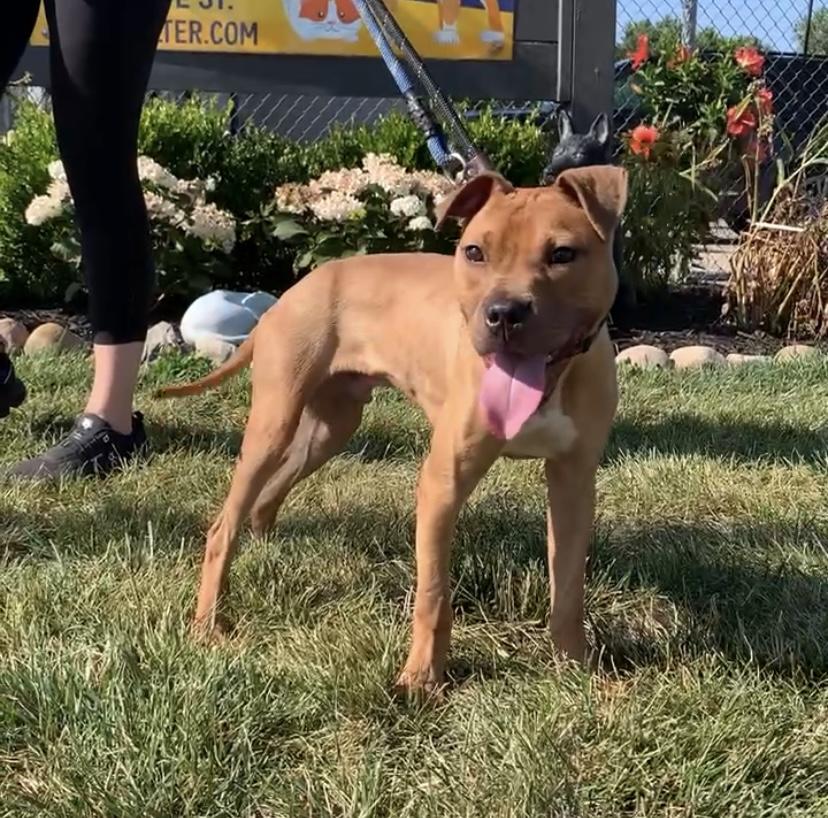 Enlarge BRUCE (Rescues welcome), an adopted mixed breed in Wyandotte, MI image 2/6