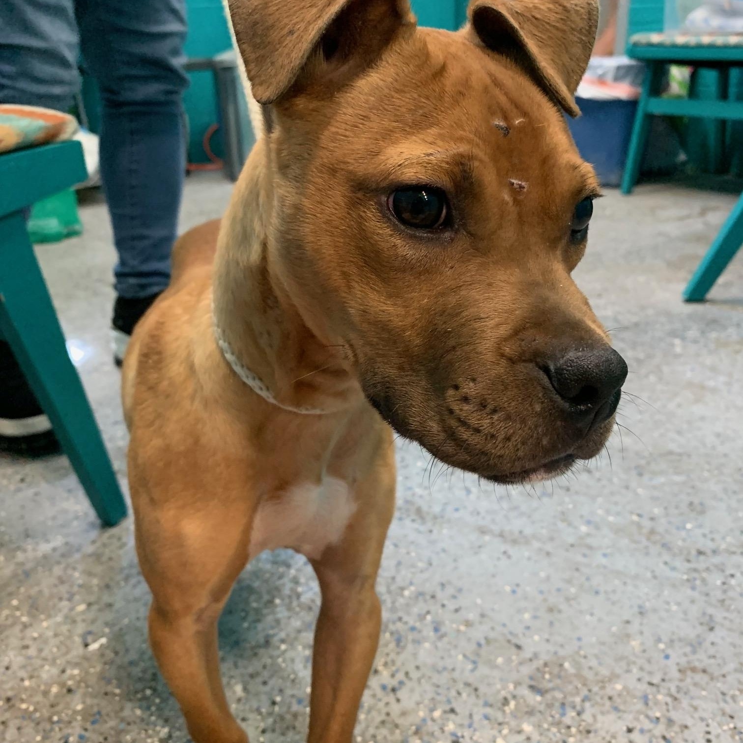 Enlarge BRUCE (Rescues welcome), an adopted mixed breed in Wyandotte, MI image 5/6