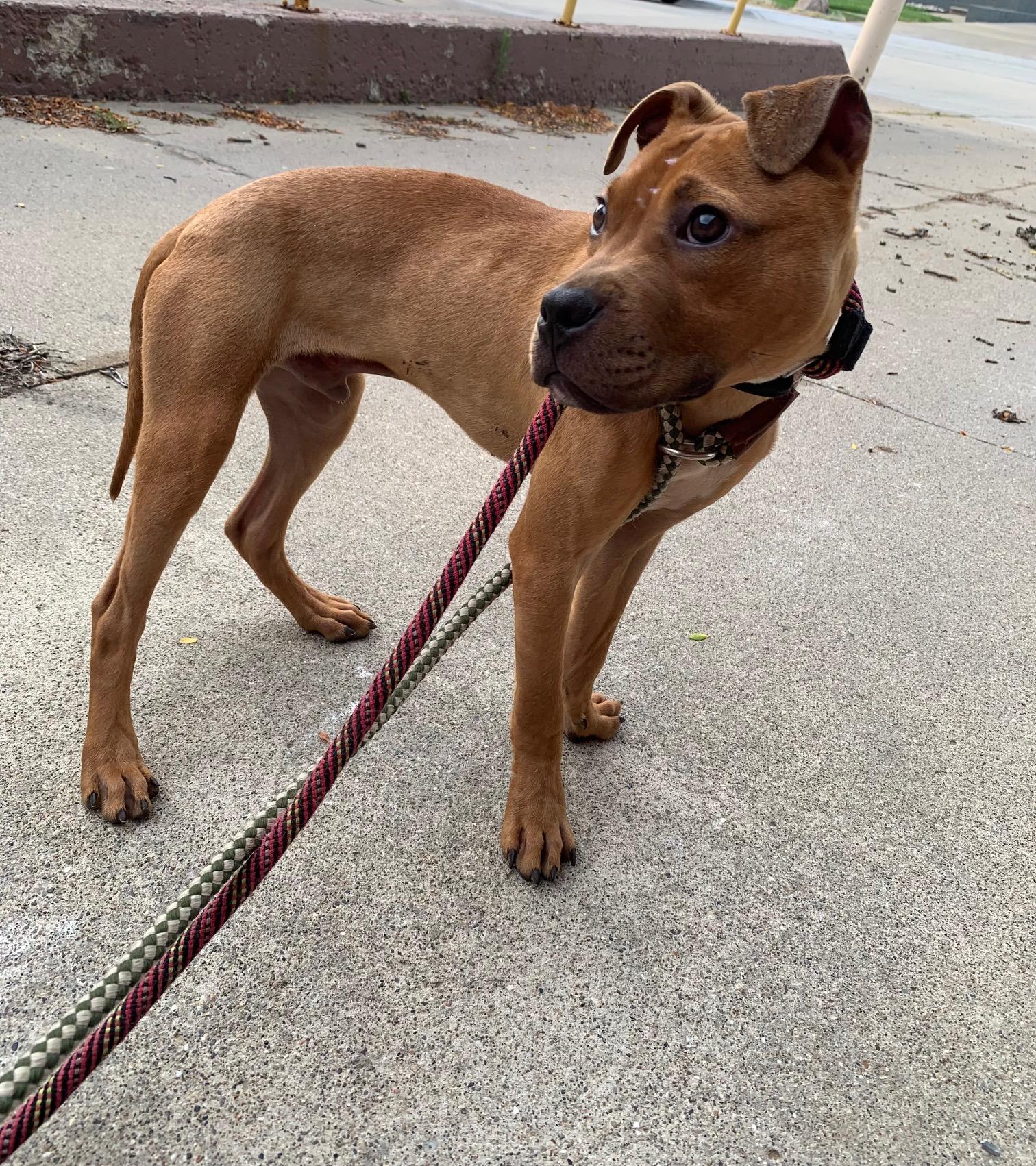 Enlarge BRUCE (Rescues welcome), an adopted mixed breed in Wyandotte, MI image 6/6