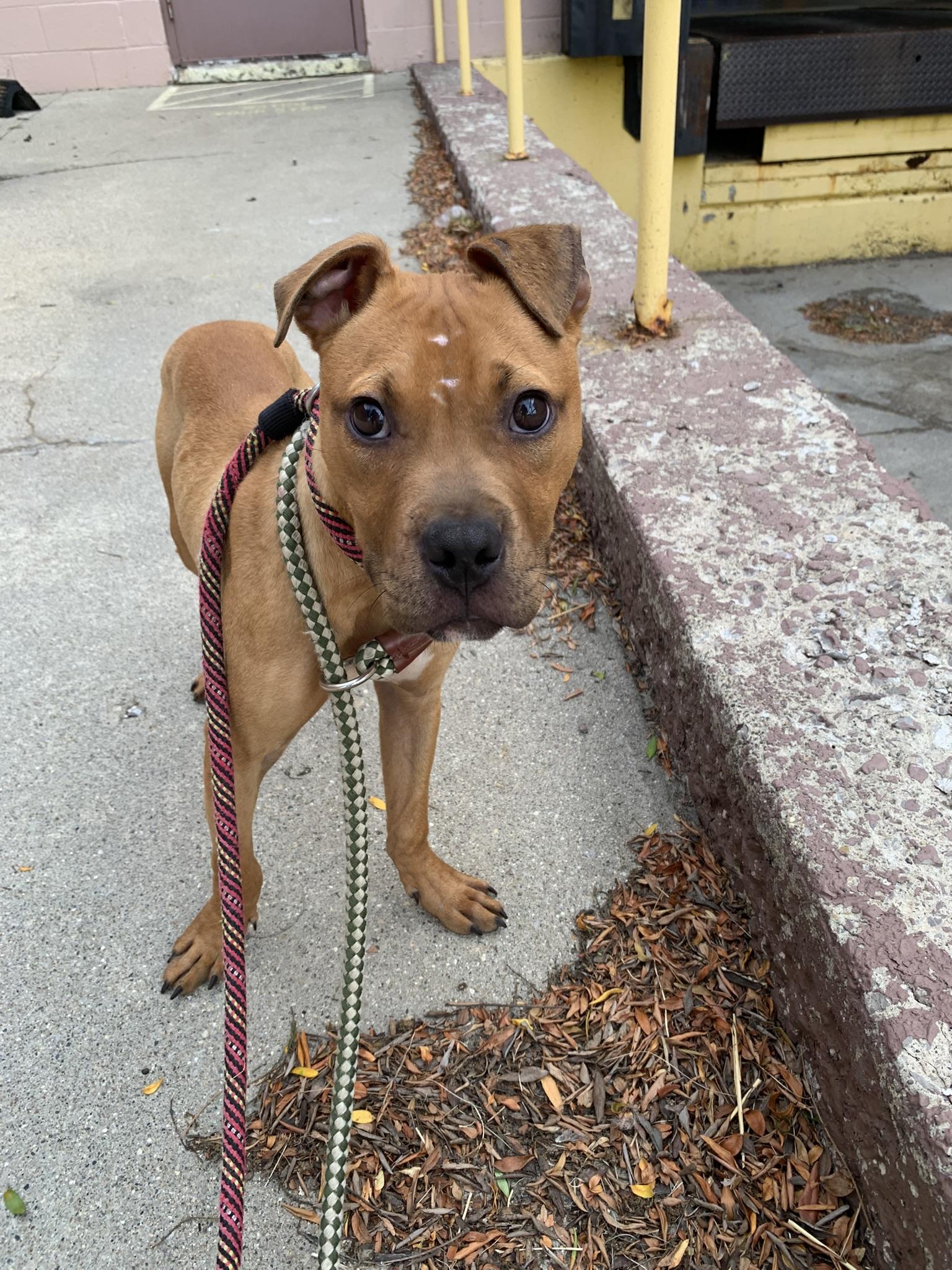 Enlarge BRUCE (Rescues welcome), an adopted mixed breed in Wyandotte, MI image 4/6