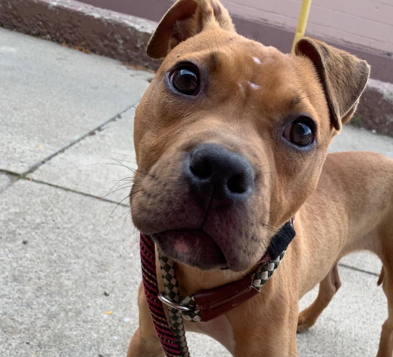 BRUCE (Rescues welcome), adopted, Young Male Terrier.