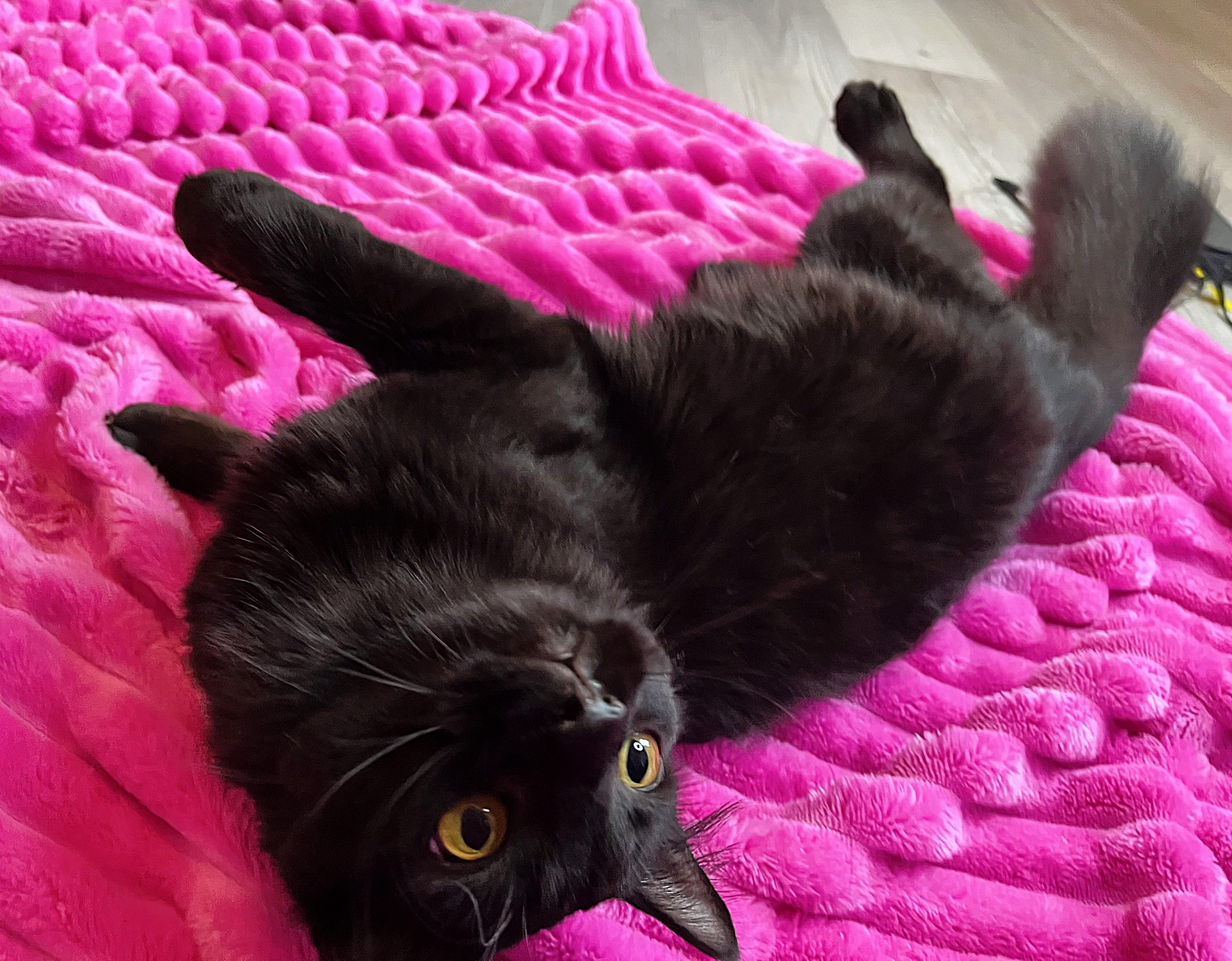 Draco, a Adoptable mixed breed in Rocky Hill, CT image 4/6