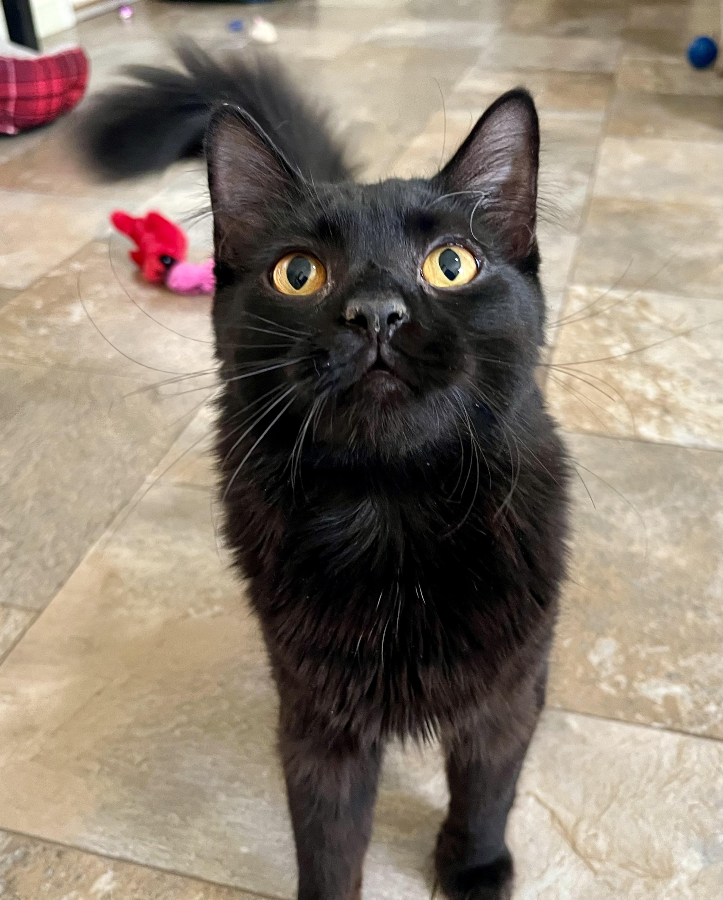 Draco, a Adoptable mixed breed in Rocky Hill, CT image 1/6