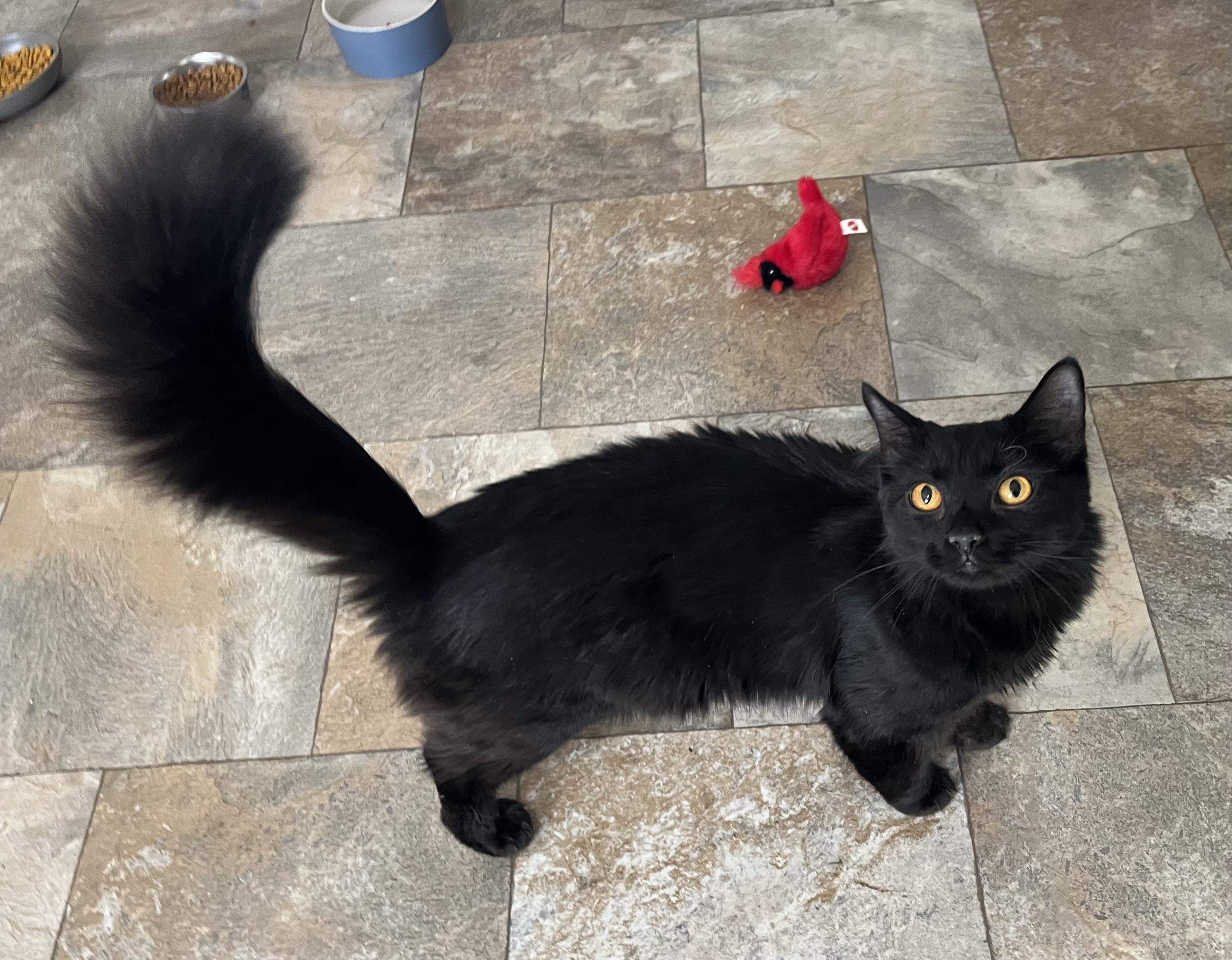 Draco, a Adoptable mixed breed in Rocky Hill, CT image 5/6