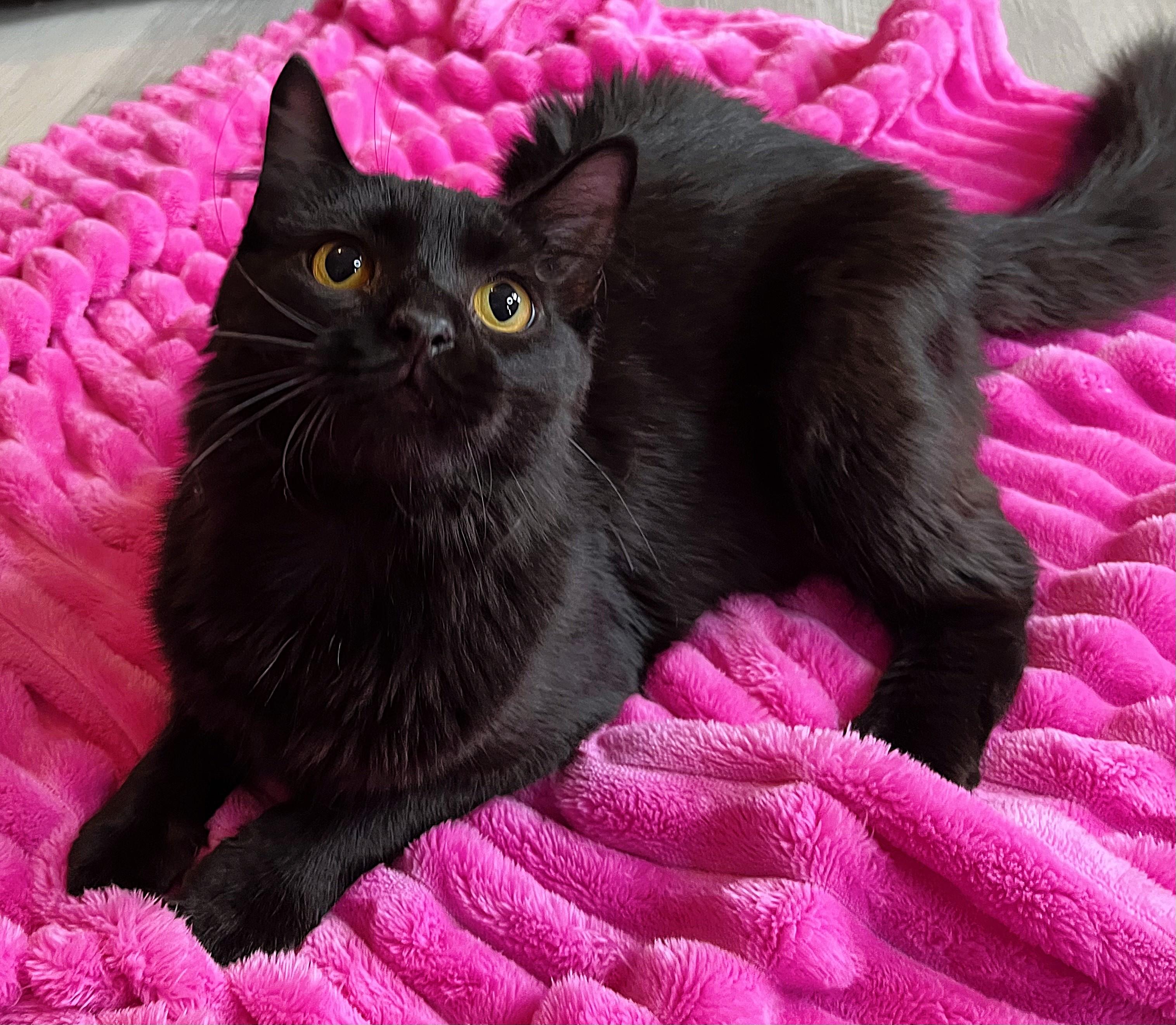 Draco, a Adoptable mixed breed in Rocky Hill, CT image 3/6