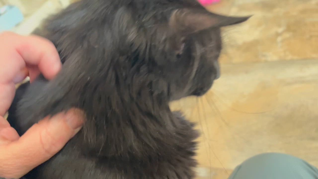 Enlarge Draco, a Adoptable mixed breed in Rocky Hill, CT video 2/6