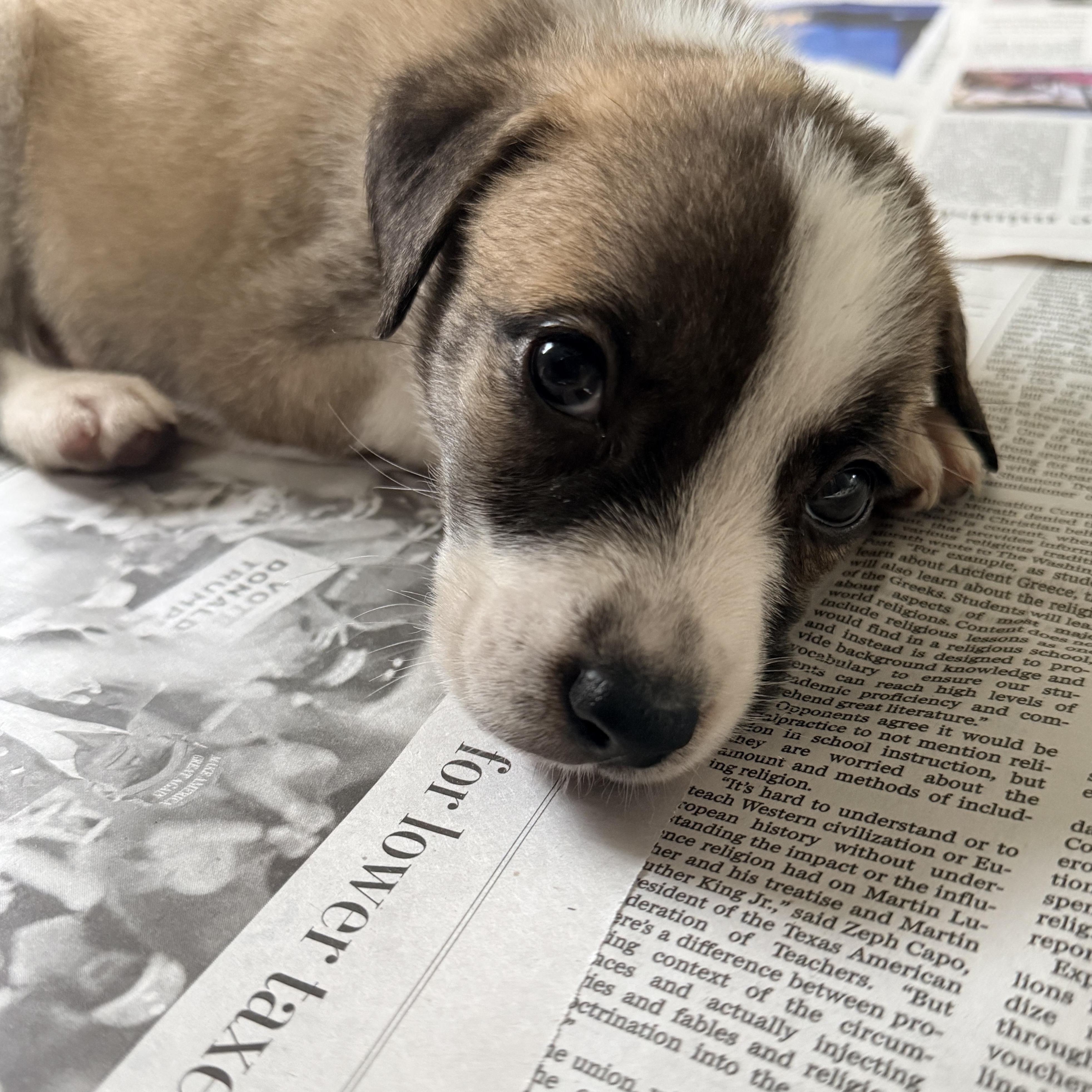 Enlarge Seki, a Adoptable mixed breed in Columbia, MD image 4/4