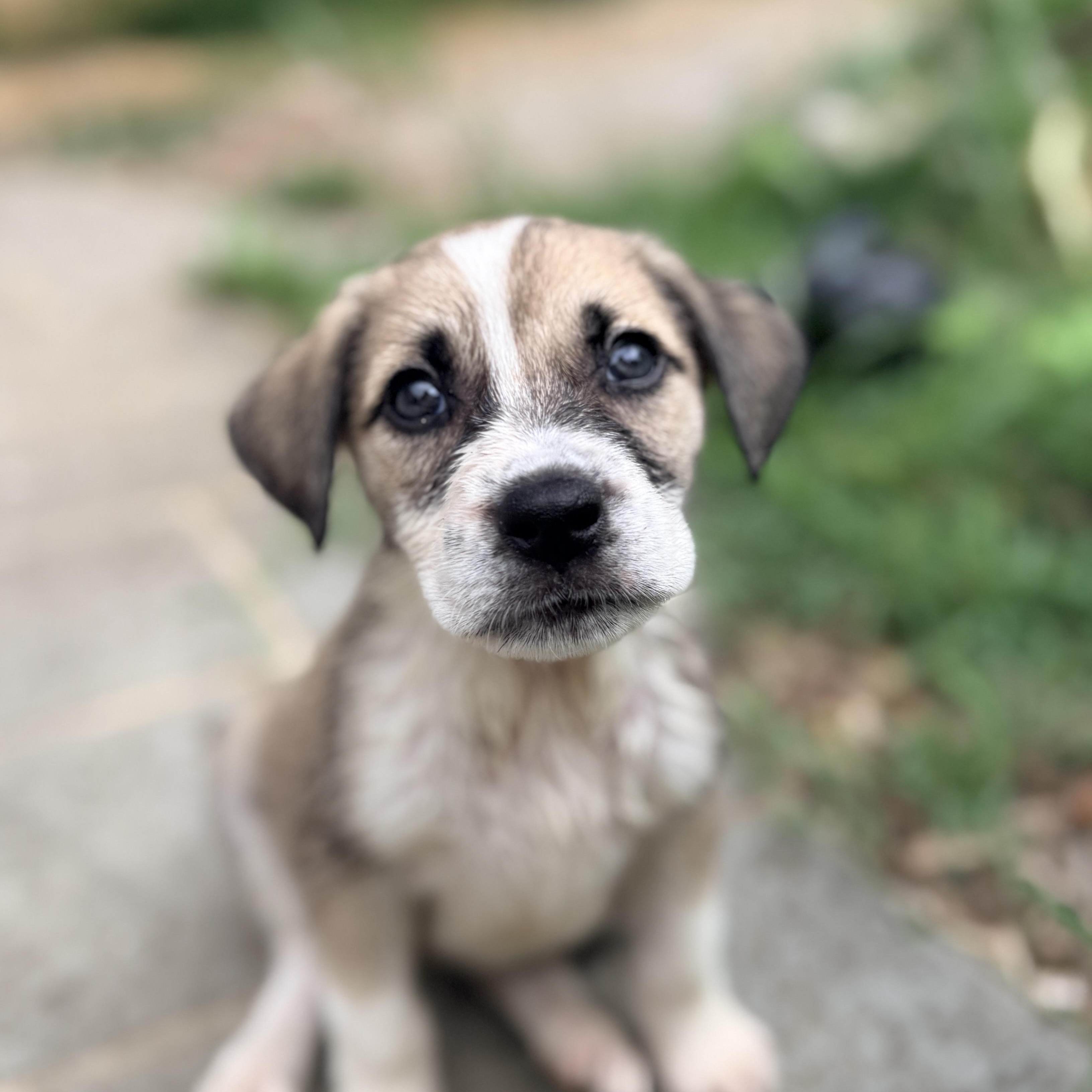 Seki, Adoptable, Puppy Female Mixed Breed & Boxer.