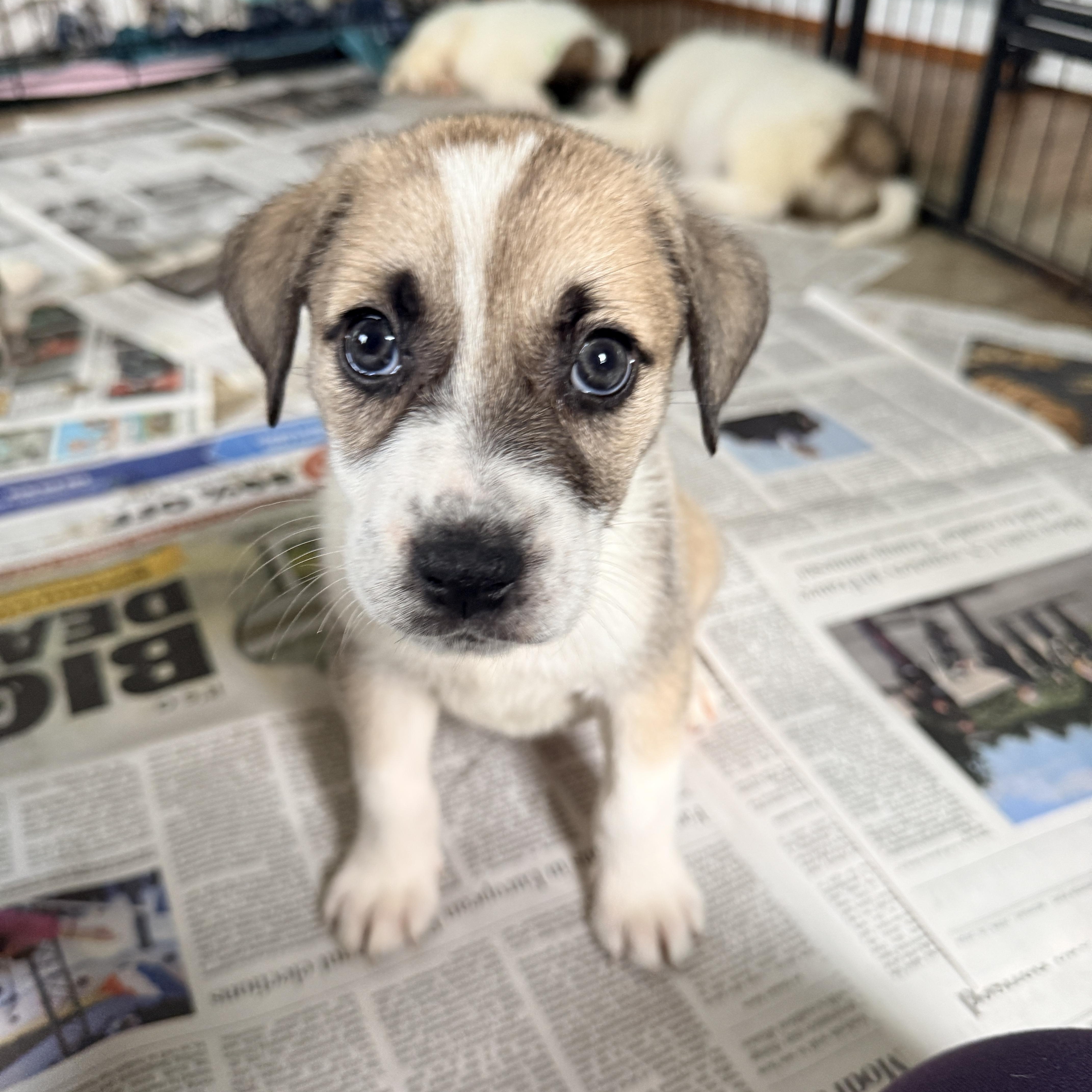 Enlarge Seki, a Adoptable mixed breed in Columbia, MD image 3/4