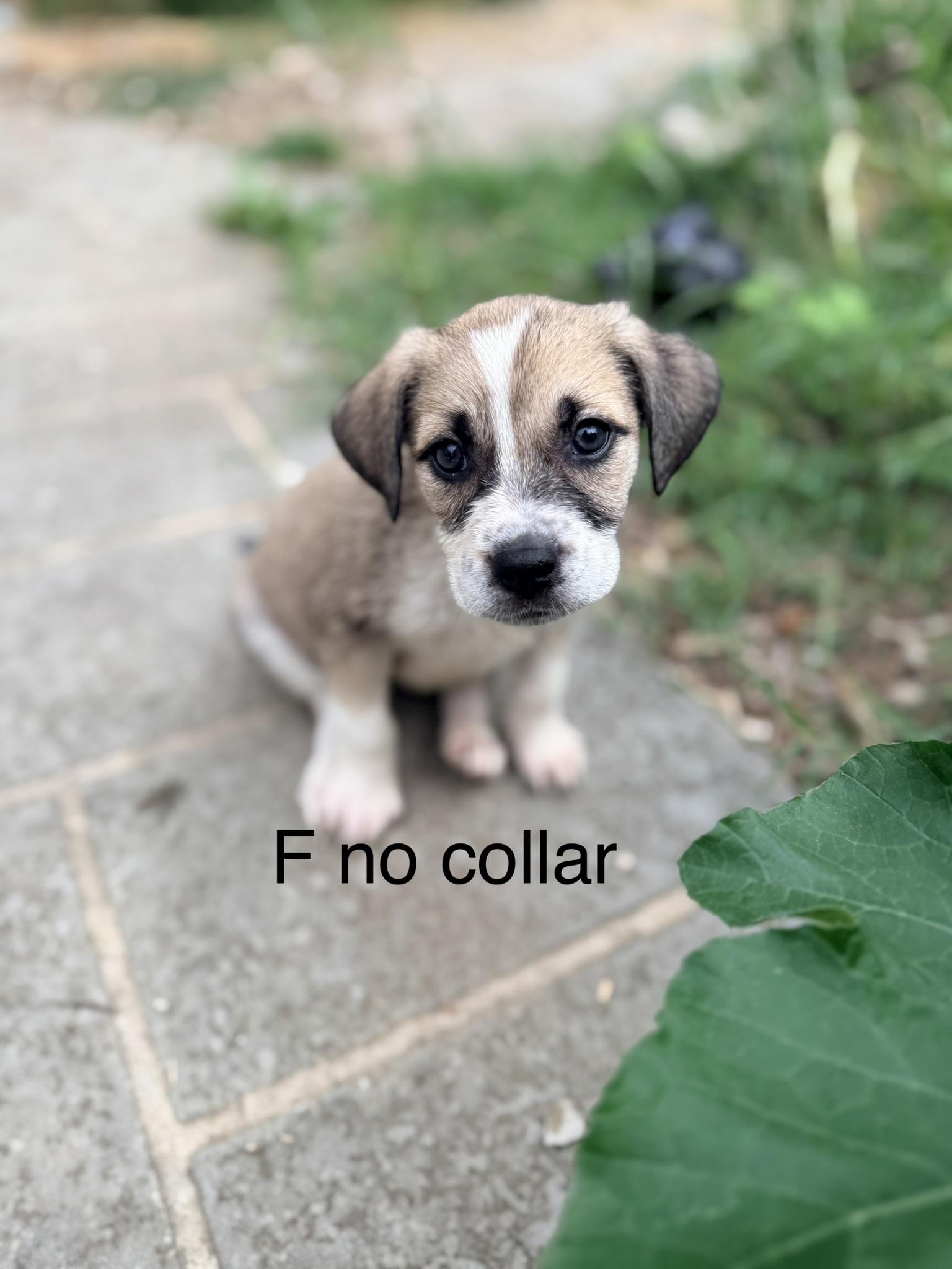 Enlarge Seki, a Adoptable mixed breed in Columbia, MD image 2/4