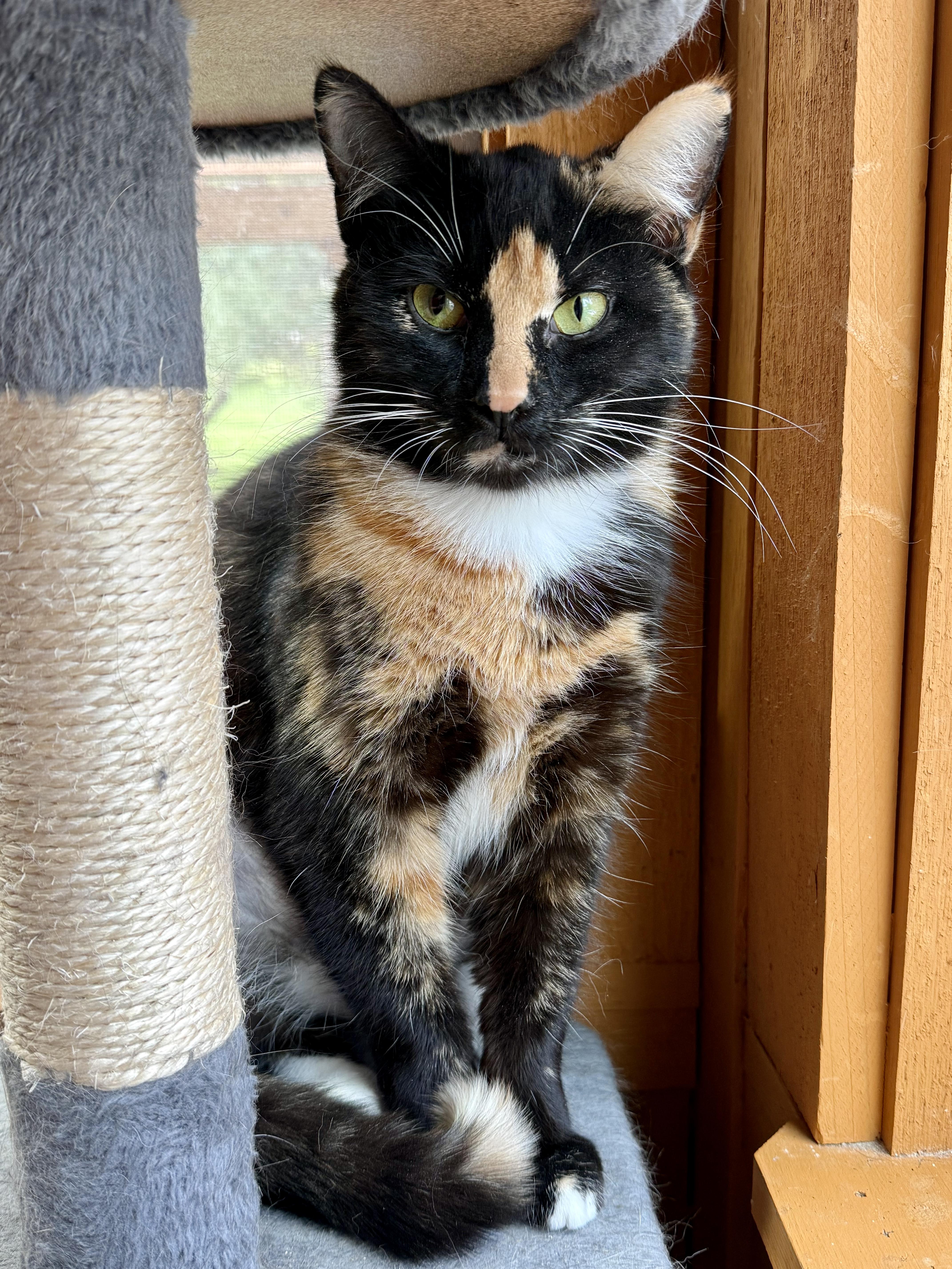 Enlarge Delilah Aka Dally!, a ADOPTABLE Calico in Copley, OH image 1/3
