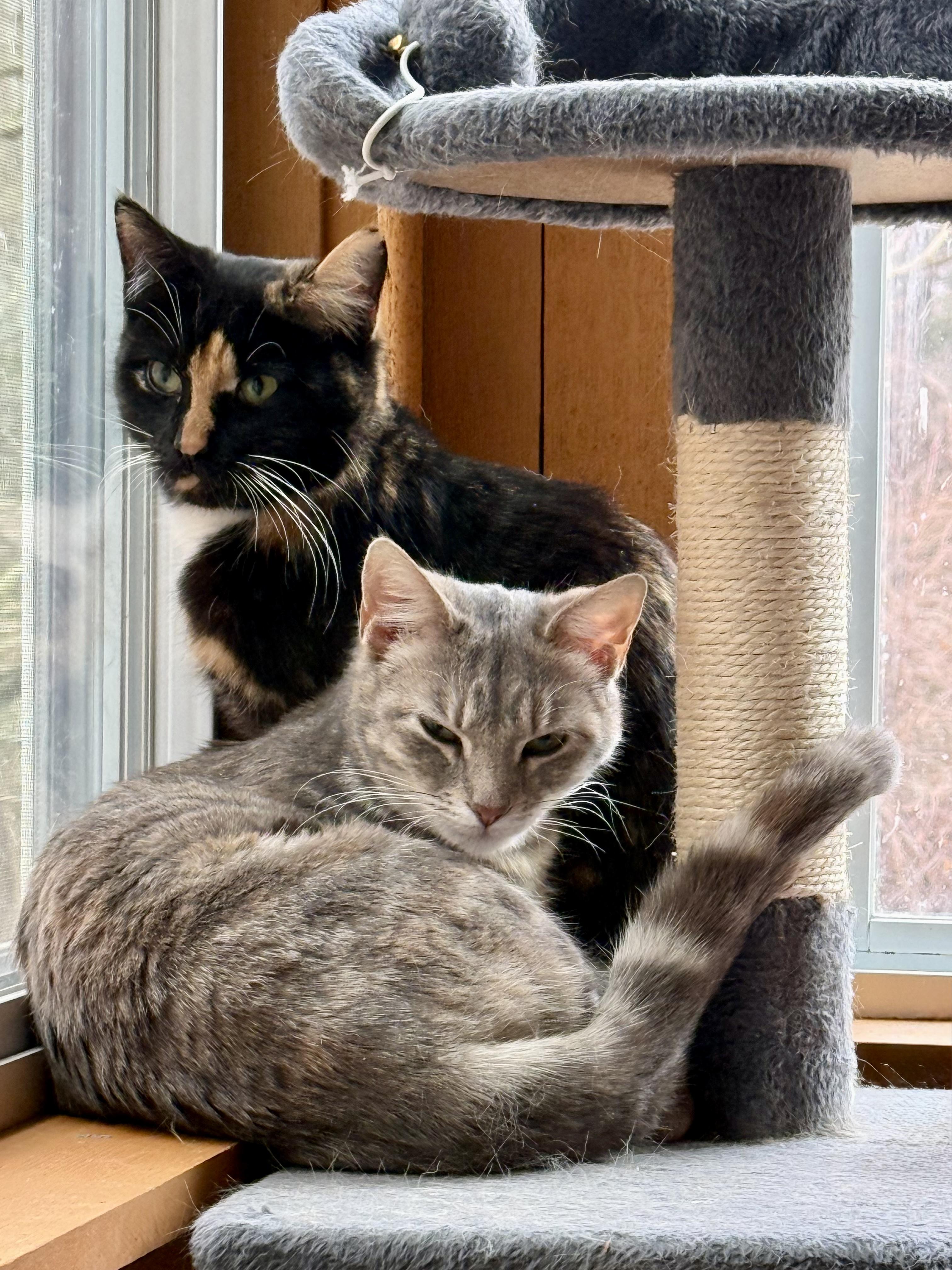 Enlarge Delilah Aka Dally!, a ADOPTABLE Calico in Copley, OH image 3/3