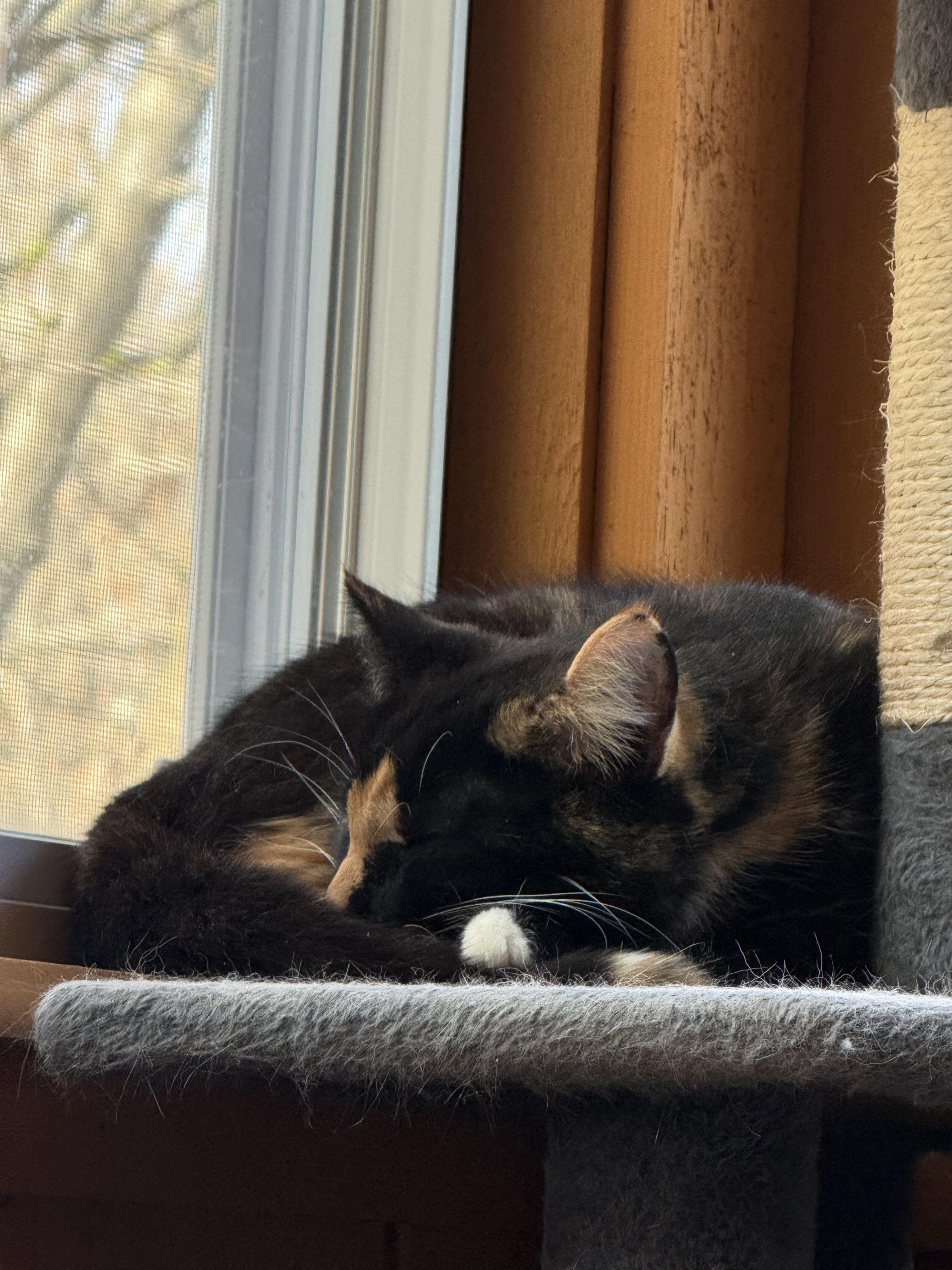 Enlarge Delilah Aka Dally!, a ADOPTABLE Calico in Copley, OH image 2/3