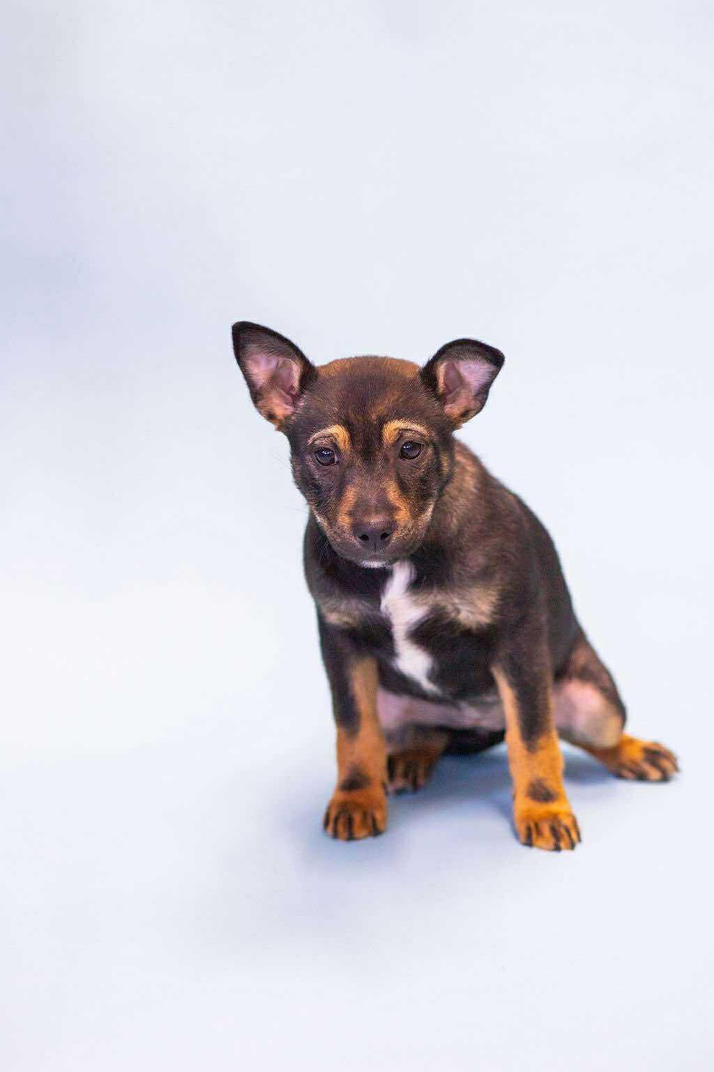 Lucky, ADOPTABLE, Puppy Female Mixed Breed.