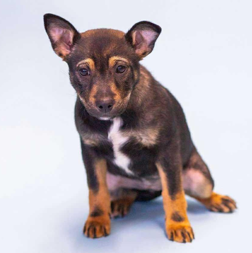 Lucky, a ADOPTABLE mixed breed in Owensboro, KY image 1/2